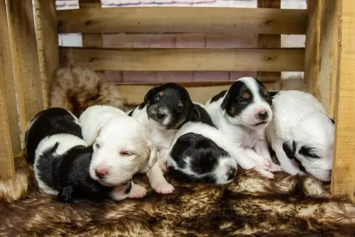 animal (4)