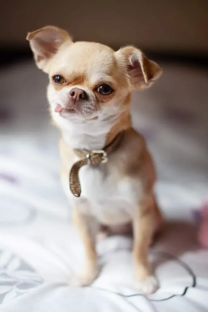 animal (44)