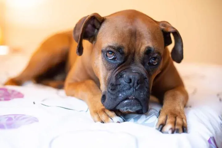 animal (9)