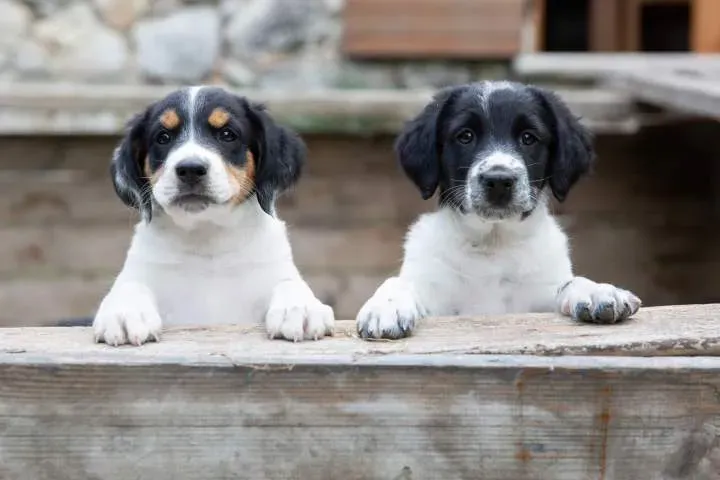 Séance photo animaux de compagnie à Cagnes sur Mer