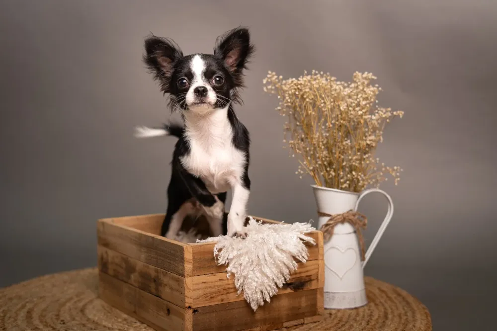 Animal compagnie Cagnes sur Mer (22)