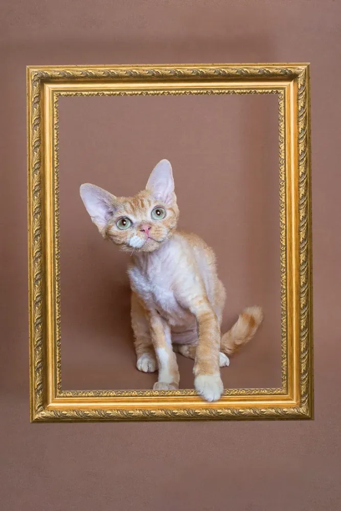 Animal compagnie Cagnes sur Mer (12)